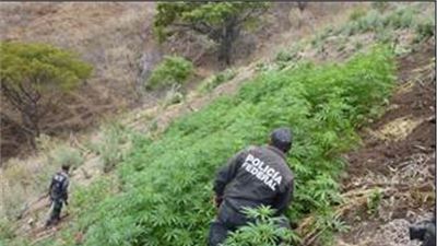 ALREDEDOR DE DOS TONELADAS DE MARIHUANA, FUERON INCINERADAS POR POLICÍA FEDERAL EN NAYARIT