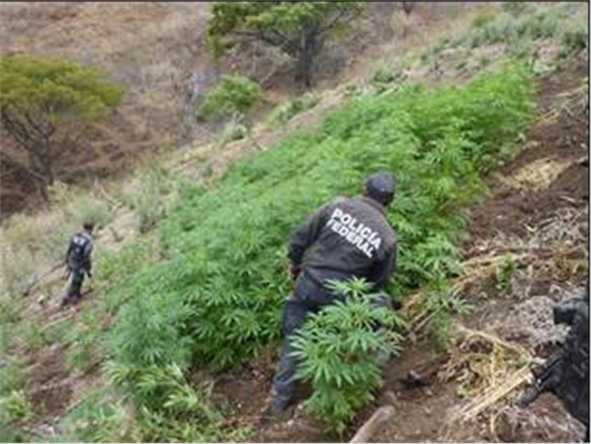 ALREDEDOR DE DOS TONELADAS DE MARIHUANA, FUERON INCINERADAS POR POLICÍA FEDERAL EN NAYARIT