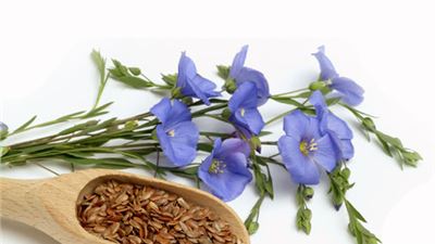 Attivare i Semi di LIno