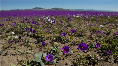 Desierto de Atacama en Chile: excepcional floración en uno de los sitio  más áridos del mundo