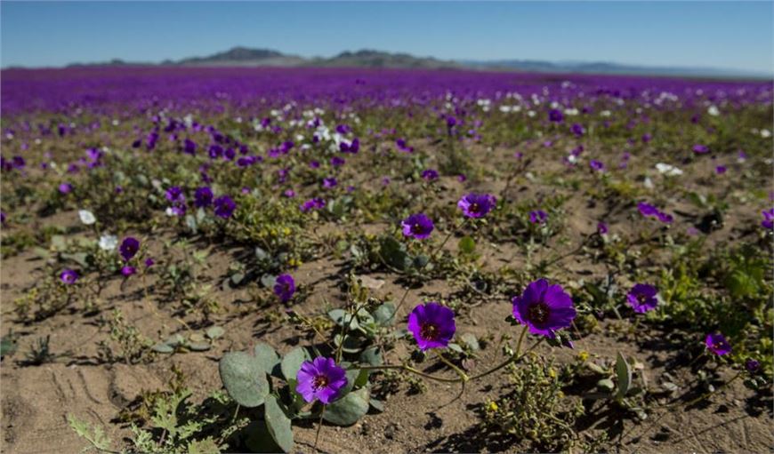Desierto de Atacama en Chile: excepcional floración en uno de los sitio  más áridos del mundo