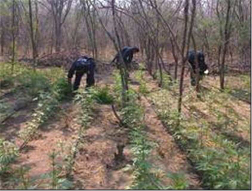 DESTRUYE  POLICÍA FEDERAL CUATRO SEMBRADÍOS DE MARIHUANA EN NAYARIT  