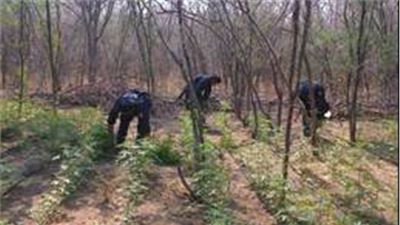 DESTRUYE  POLICÍA FEDERAL CUATRO SEMBRADÍOS DE MARIHUANA EN NAYARIT  