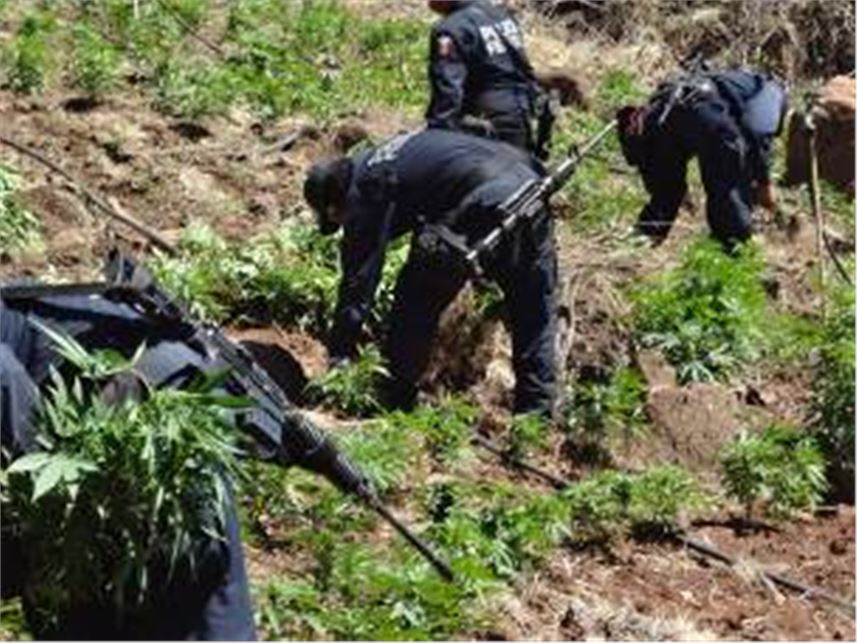 DESTRUYE POLICÍA FEDERAL TRES SEMBRADÍOS DE MARIHUANA EN EL ESTADO DE NAYARIT