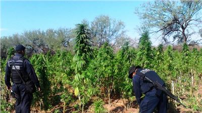 EN SONORA, POLICÍA FEDERAL LOCALIZA Y DESTRUYE UN PLANTÍO DE MARIHUANA