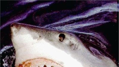 Florida: Thousands sharks, closed beaches