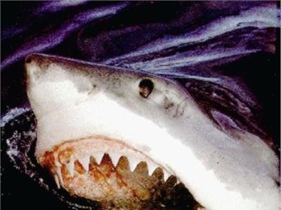 Florida: Thousands sharks, closed beaches