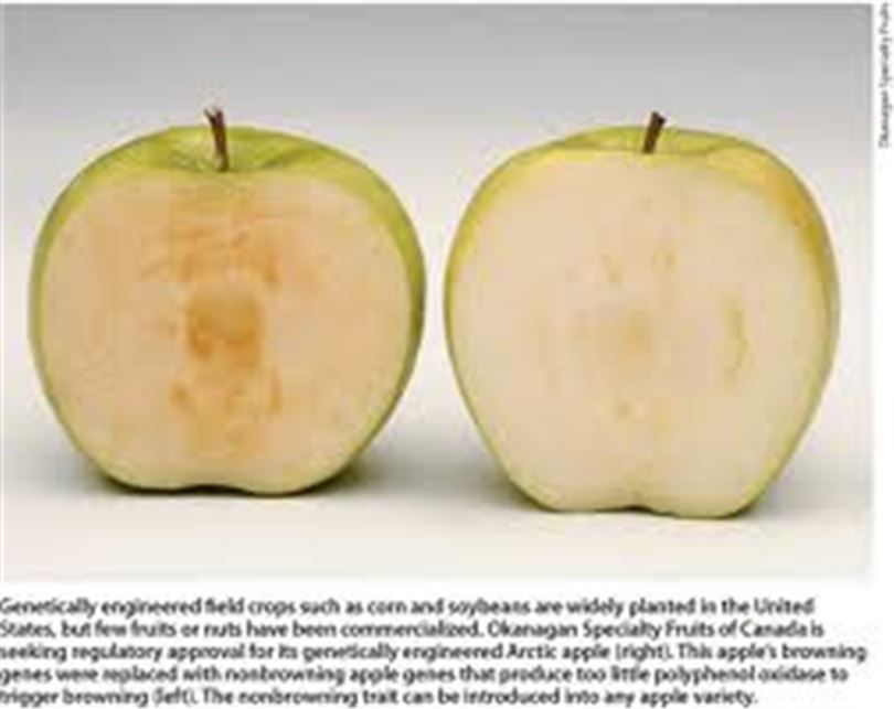 Grower Seeks Approval for Genetically Modified Apple That Won’t Turn Brown