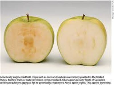 Grower Seeks Approval for Genetically Modified Apple That Won’t Turn Brown