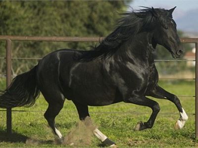 Hospital patient was kicked and mauled to death by stallion 