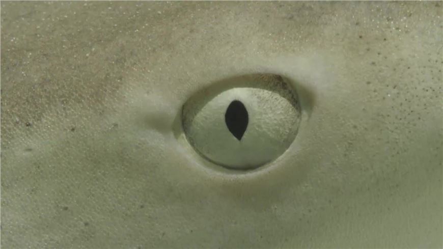 HOW YOUR MONEY ROCKS THE OCEAN. TORTUGA IN FORT LAUDERDALE.