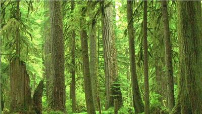 IN EUROPA SCARSEGGIA LA MATERIA PRIMA LEGNO 