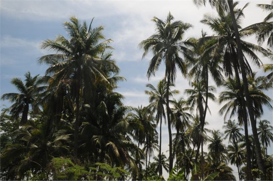 Invita Playa Azul a su Expo Coco y Artesanías de la Costa