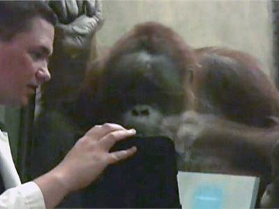 L'orango annoiato gioca con l'iPad
