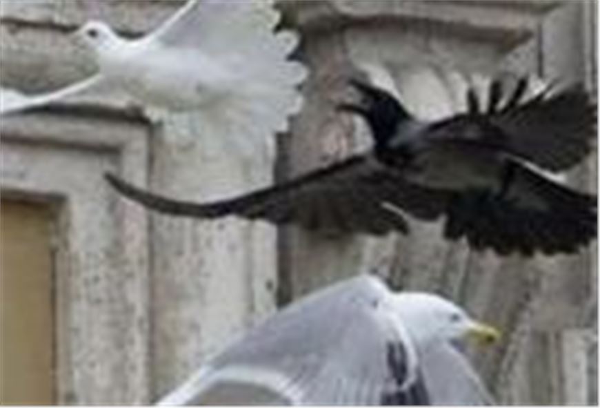 La colomba del Papa Francesco aggredita da un corvo….non e’ un buon presagio!!!