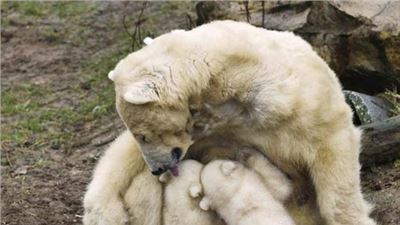 Mamma Orso e i suoi due cuccioli
