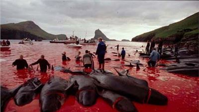  MASSACRO DEI DELFINI