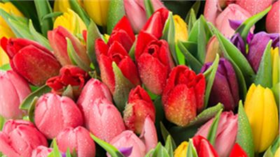 Myplant & Garden: nasce il cuore verde italiano