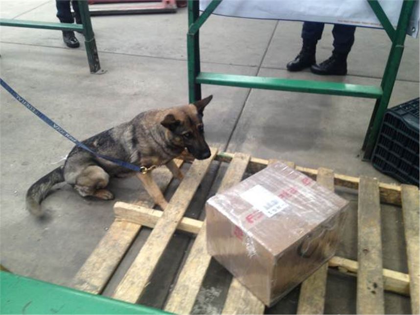 POLICÍA FEDERAL LOCALIZA CON EL APOYO DE BINOMIOS CANINOS UNA CAJA AL PARECER CON DROGA EN UNA EMPRESA DE PAQUETERÍA