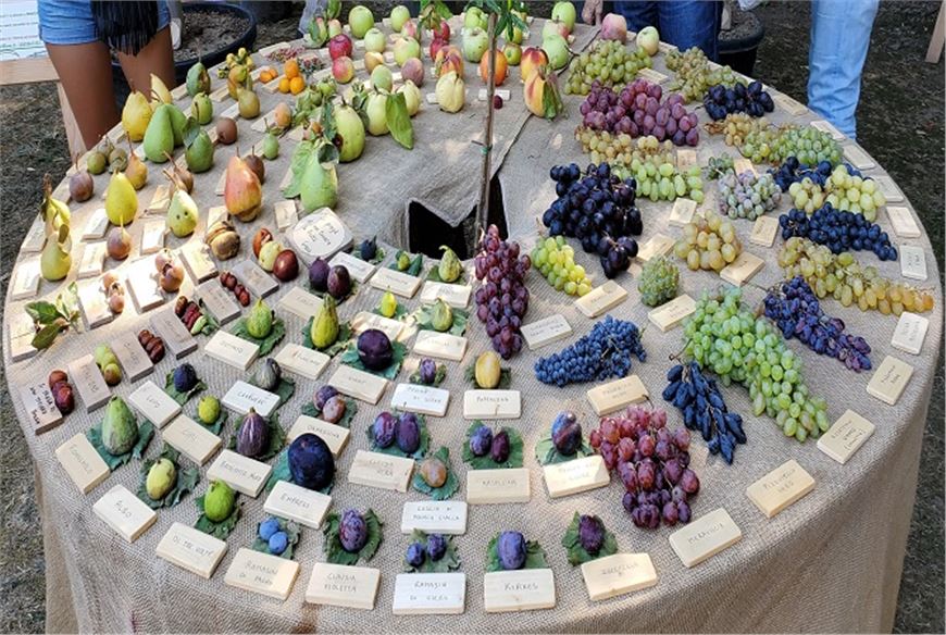 Promoting Prosperity: The Role of Policy in Supporting U.S. Tropical Agriculture Growth