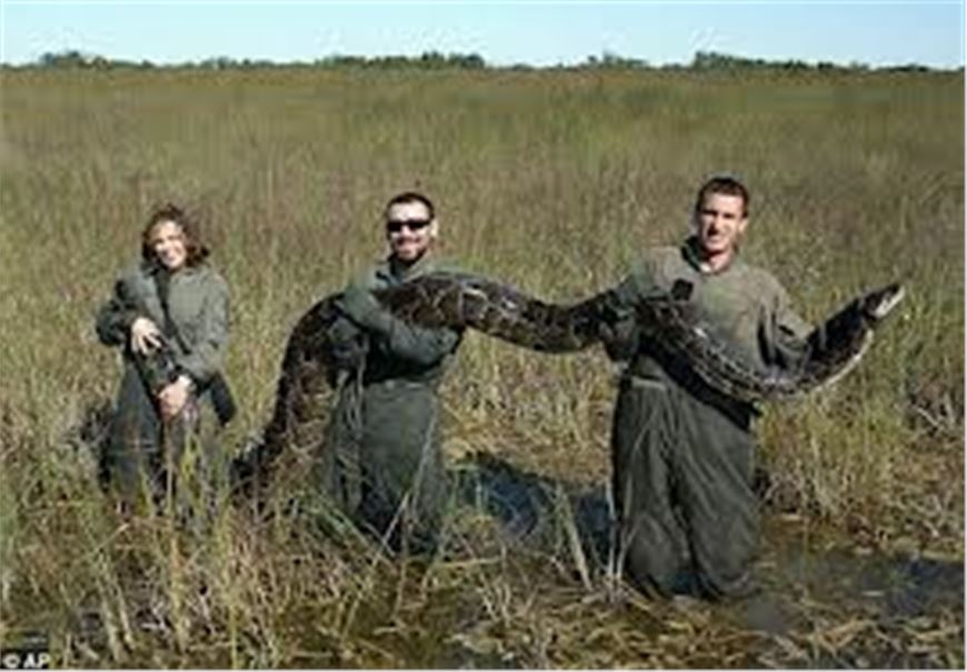 Pythons: guns and machetes for the competition to see who kills more them