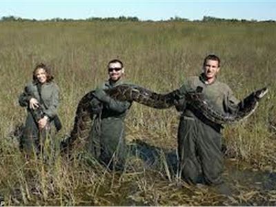 Pythons: guns and machetes for the competition to see who kills more them