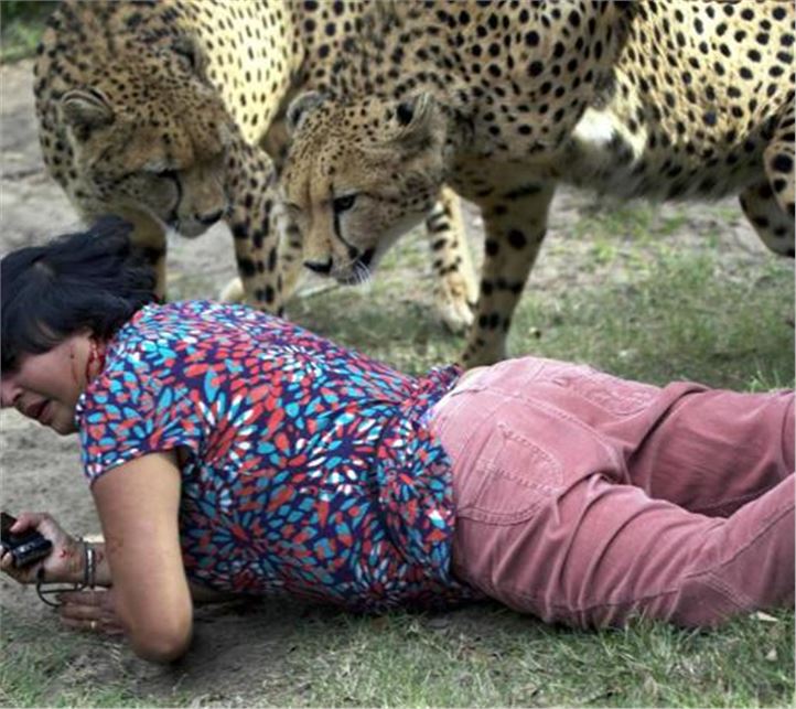 Reckless tourists attacked by cheetahs