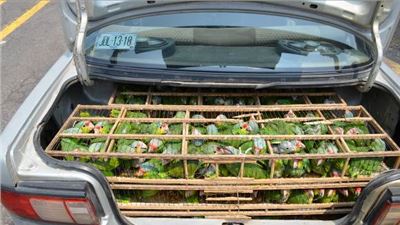 RECUPERA POLICÍA FEDERAL EN MICHOACÁN MÁS DE 200 AVES EXÓTICAS QUE ERAN TRANSPORTADAS EN MALAS CONDICIONES