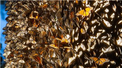 Registra monitoreo la superficie más baja  de Mariposa Monarca en México en 20 años