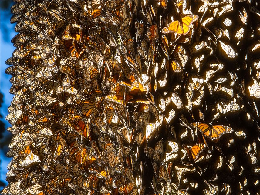 Registra monitoreo la superficie más baja  de Mariposa Monarca en México en 20 años