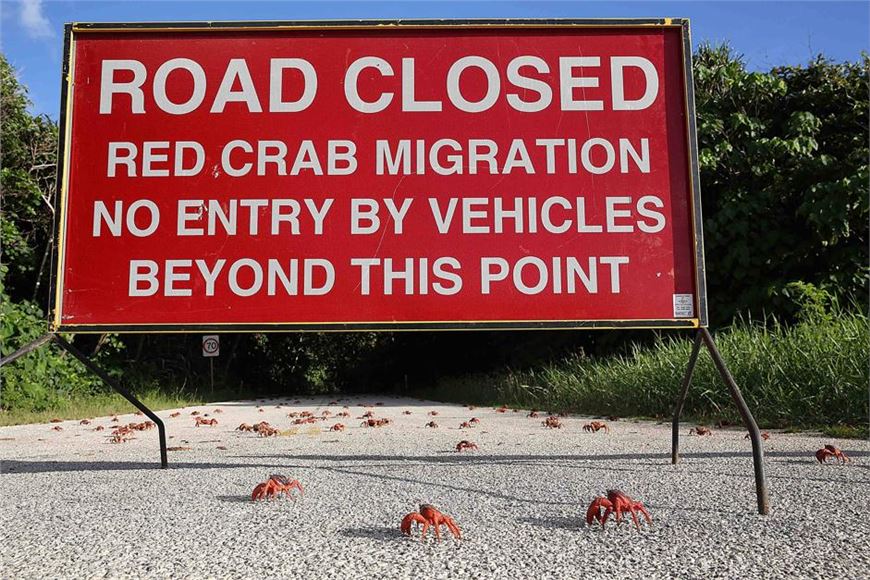 Road closed due to the miraculous mass migration of red crabs