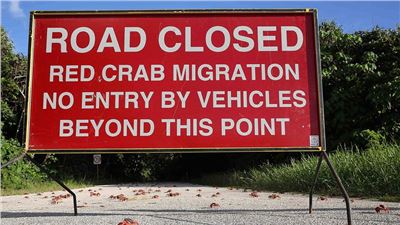 Road closed due to the miraculous mass migration of red crabs