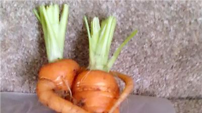 The amazing carrot couple plucked from the ground in an embrace