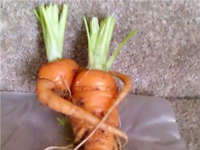 The amazing carrot couple plucked from the ground in an embrace