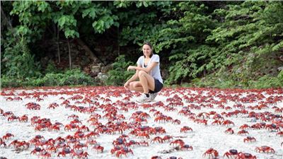 The miraculous mass migration of red crabs