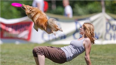 There's a Frisbee around here somewhere: Dog finds its hairdo hampers its chances at Frisbee European championships