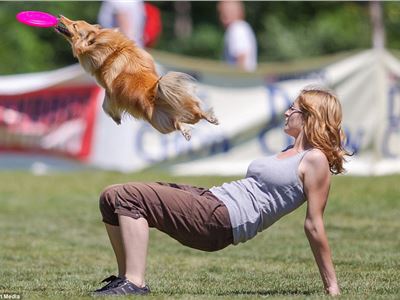 There's a Frisbee around here somewhere: Dog finds its hairdo hampers its chances at Frisbee European championships
