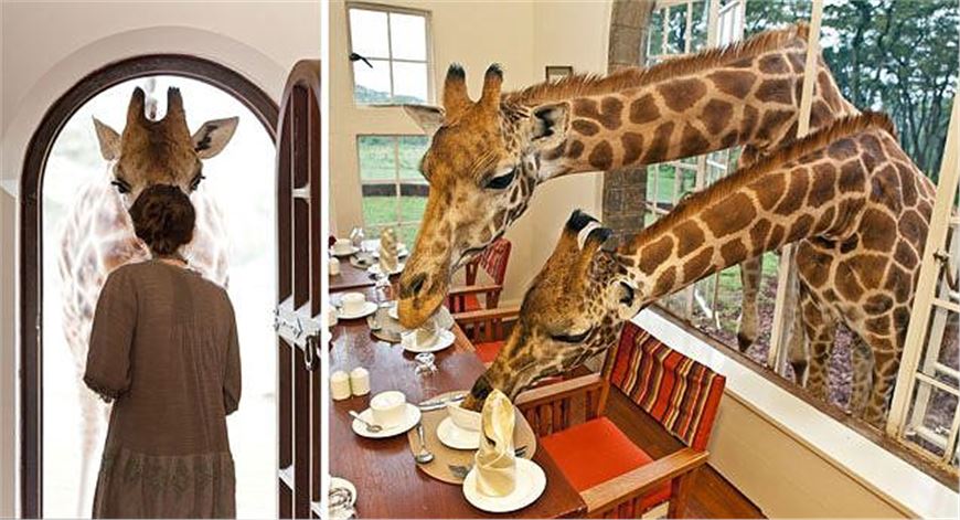 Two residents of Kenyan hotel decide breakfast is included with their stay 