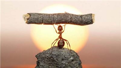 Una mirada al mundo de las hormigas