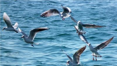 Uno studio conferma che gli uccelli marini sono orientati con l'odore