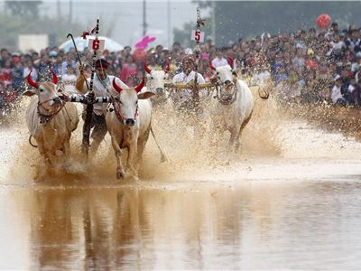 Vietnam, the race of cows